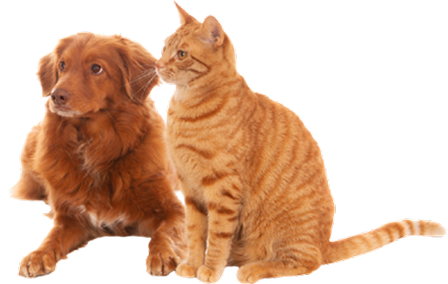 Dog and Cat Together