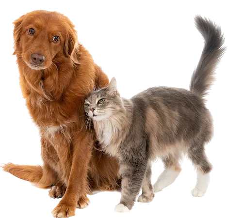 Dog and Cat