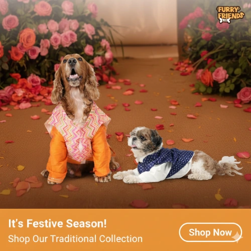 Special Offer on Pet Food