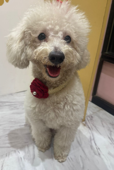 Red Rose Color Collar